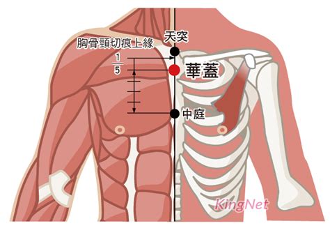 華蓋穴|【每週一穴】認識胸腹部穴道：天突穴、華蓋穴 緩解呼吸不順